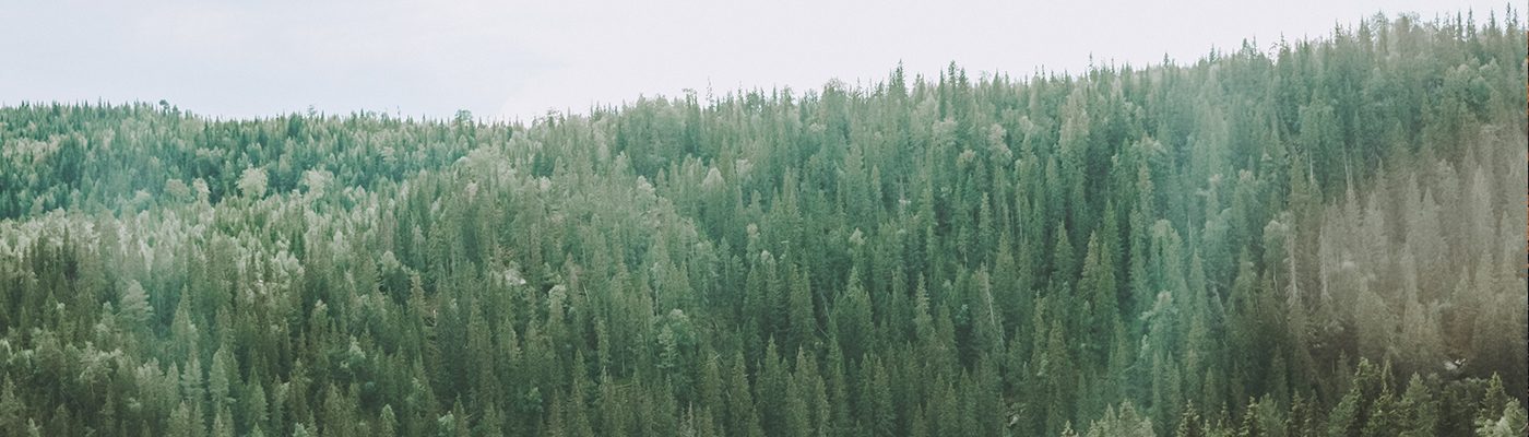 Isabelle Renate la Poutré